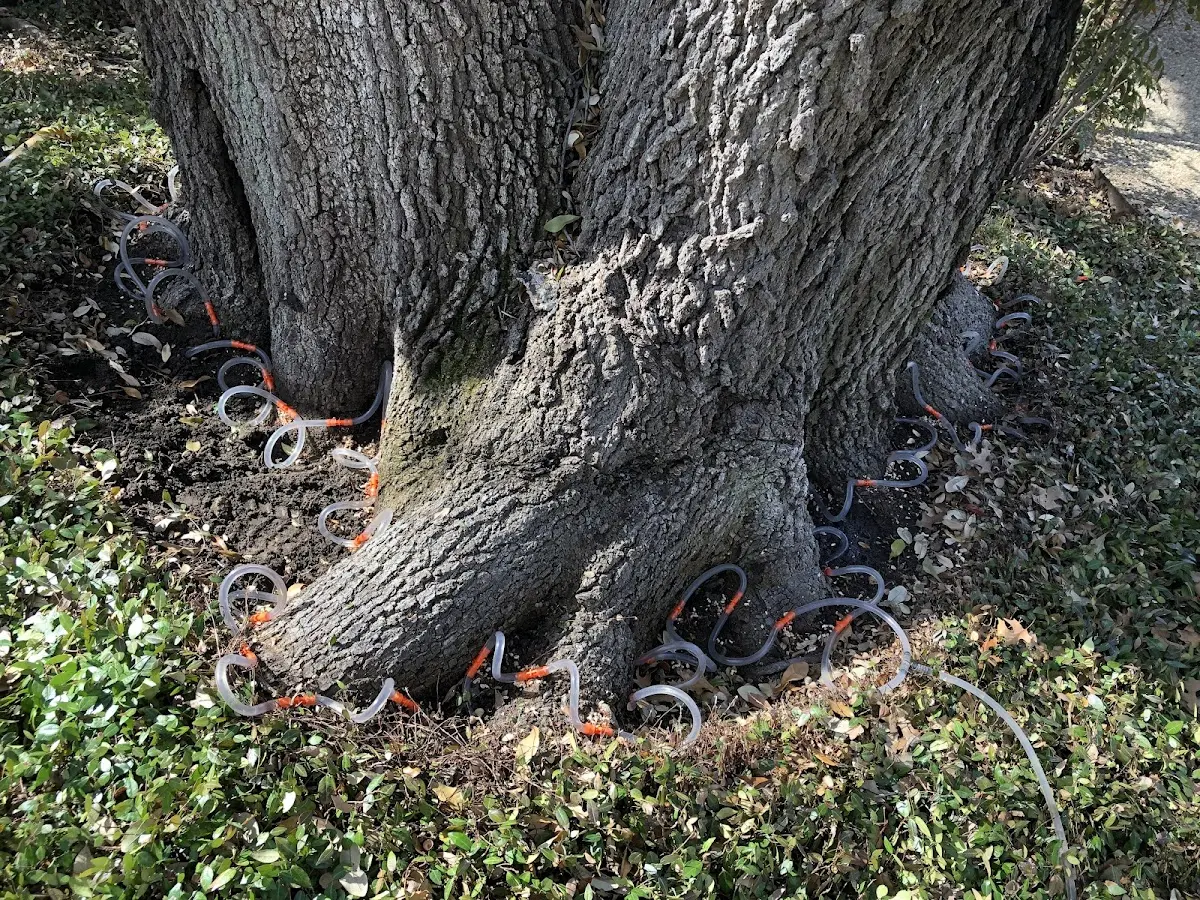 Detailed Tree Cabling and Bracing job site in Salt Lake City