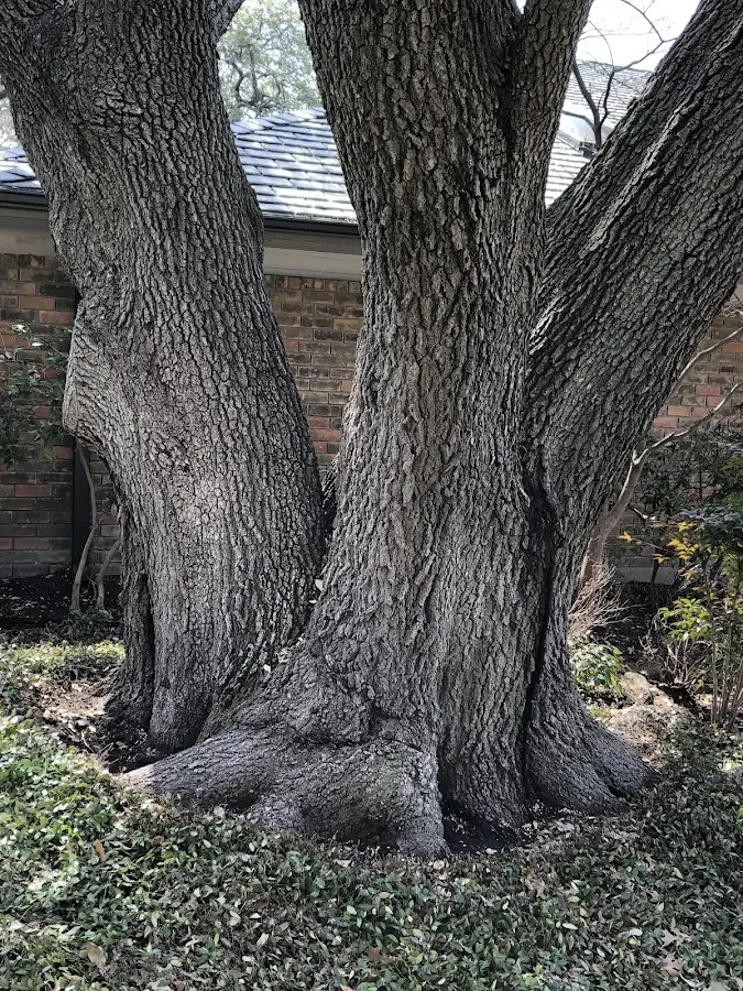 Mature heritage tree close to a Salt Lake City property cared for by certified arborists